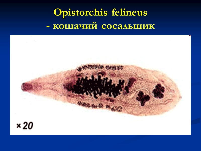 Opistorchis felineus - кошачий сосальщик
